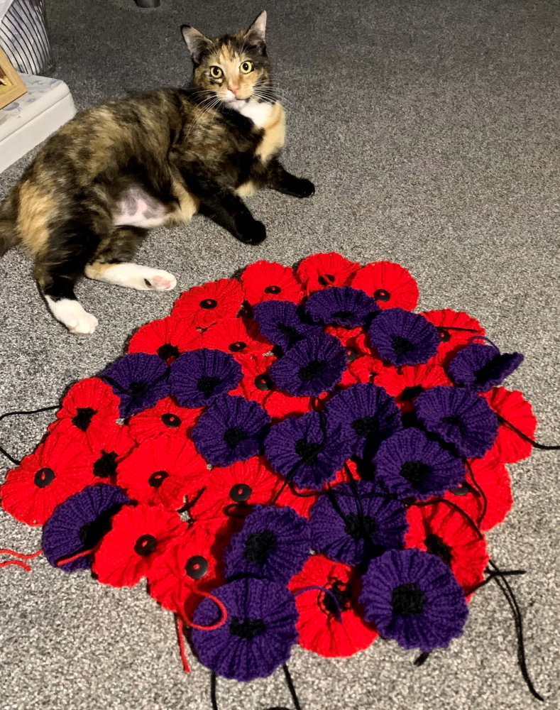 poppies and cat
